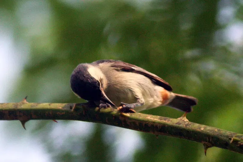 File:White-Eared Conebill (Conirostrum leucogenys)2.jpg