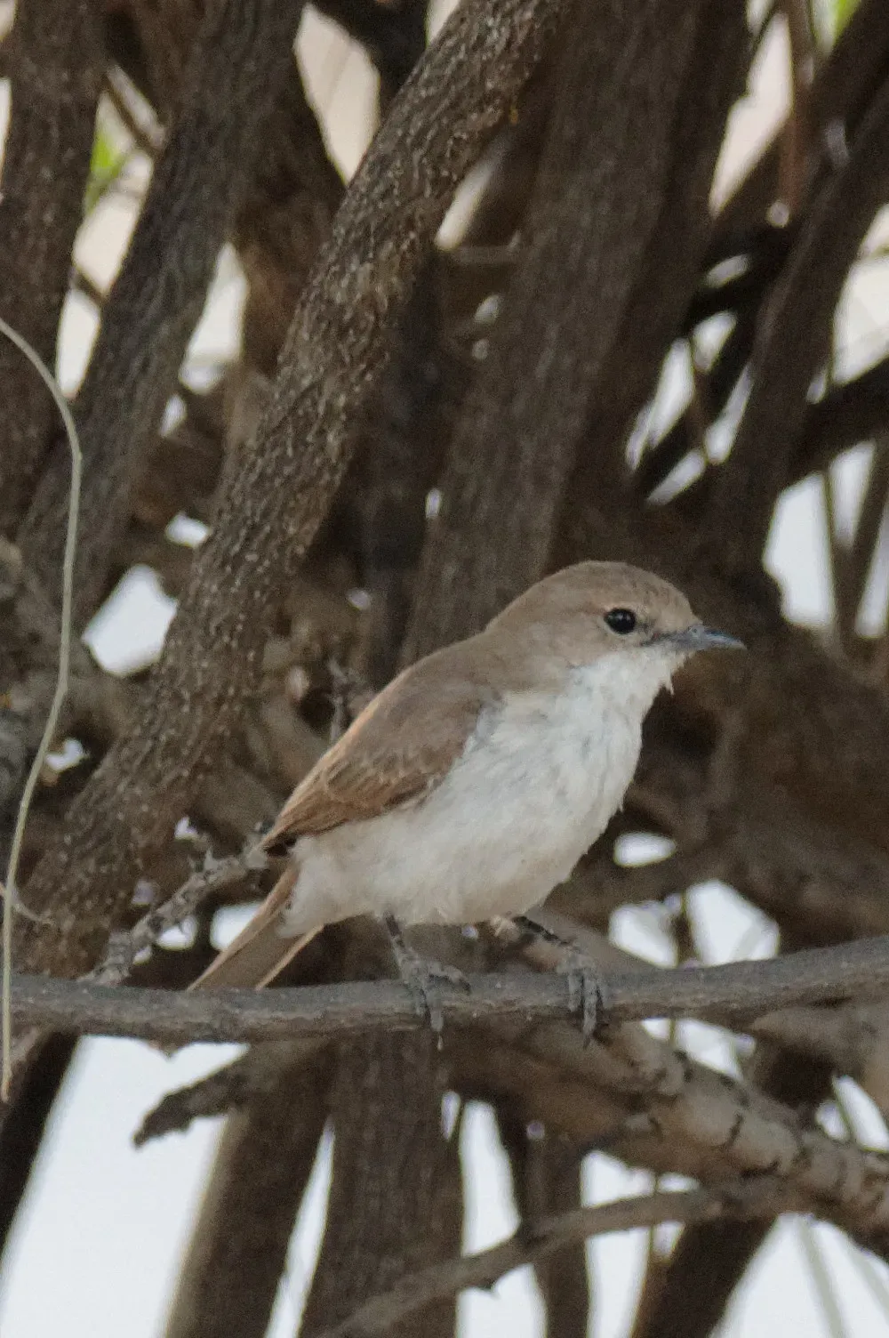 File:Oenanthe familiaris, north of Windhoek, Namibia 02.jpg