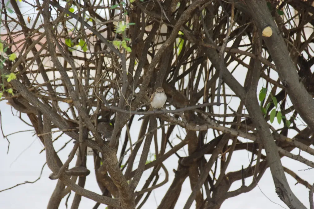 File:Oenanthe familiaris, north of Windhoek, Namibia 01.jpg