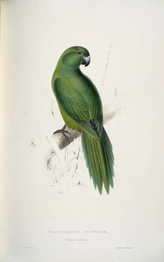 File:Cyanoramphus unicolor -Platycercus unicolor Uniform Parrakeet -by Edward Lear 1812-1888.jpg