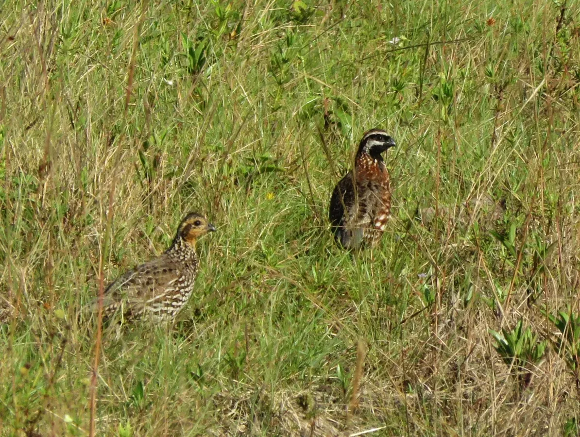 File:Colinus nigrogularis 14054859.jpg