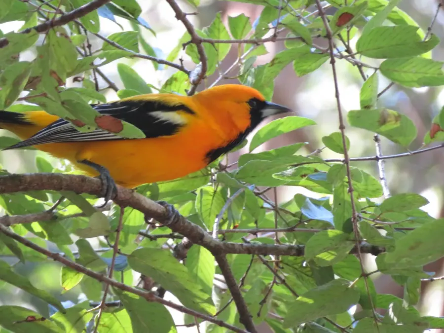 File:Icterus auratus 60726713.jpg