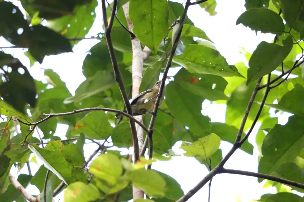 File:Herpsilochmus gentryi - Ancient Antwren 2.jpg