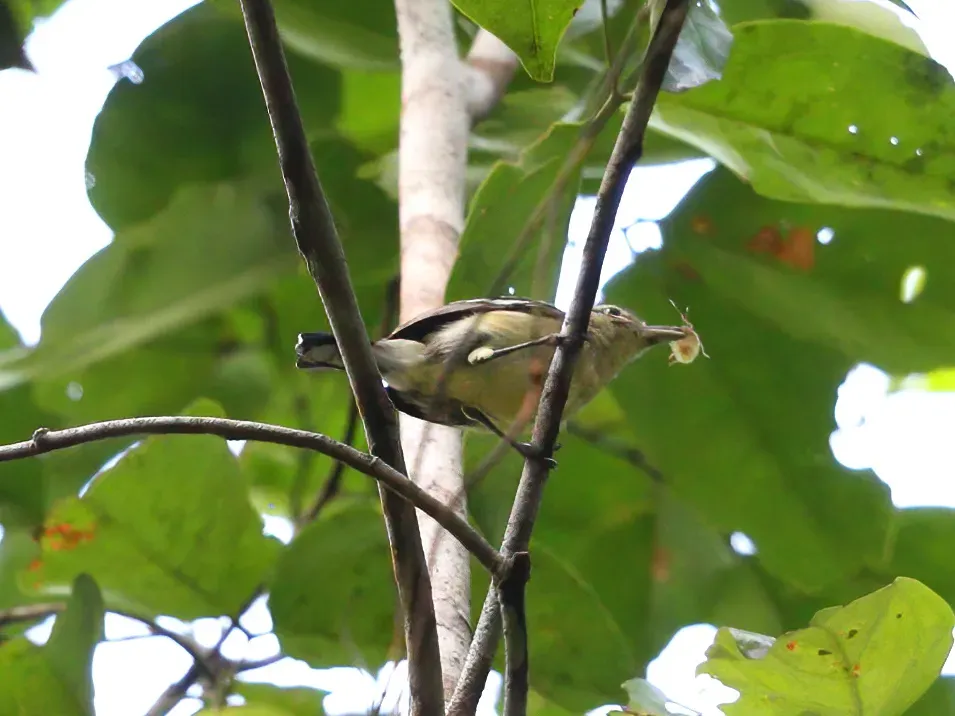 File:Herpsilochmus gentryi - Ancient Antwren 1.jpg