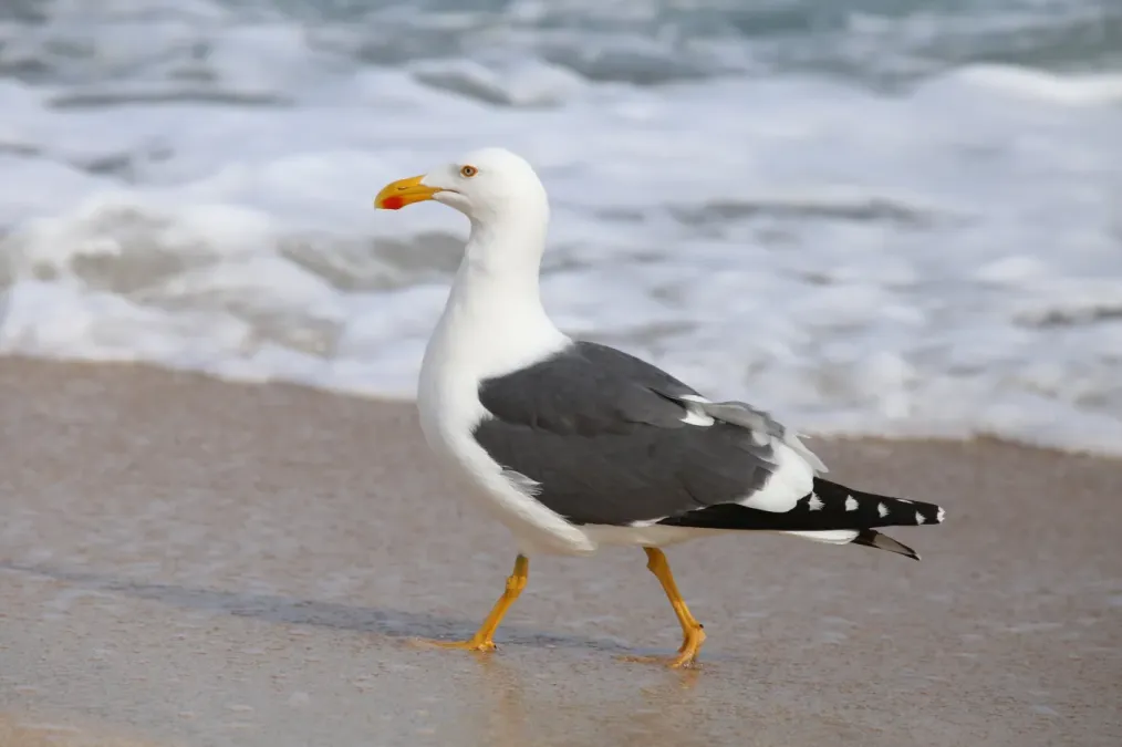 File:Larus livens 2910976.jpg