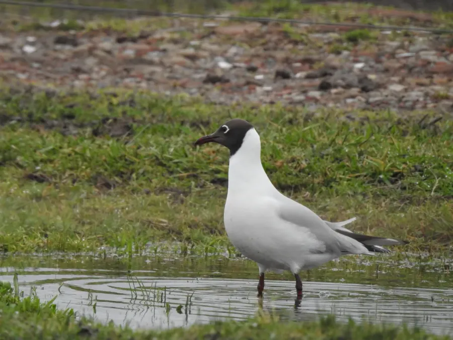 File:Chroicocephalus maculipennis 97884987.jpg