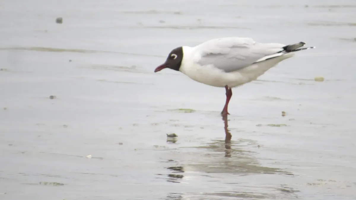 File:Chroicocephalus maculipennis 51389517.jpg
