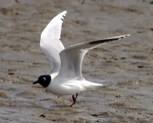 File:Saundersilarus saundersi 2739737.jpg