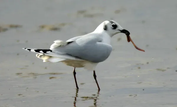File:Saundersilarus saundersi 2739511.jpg