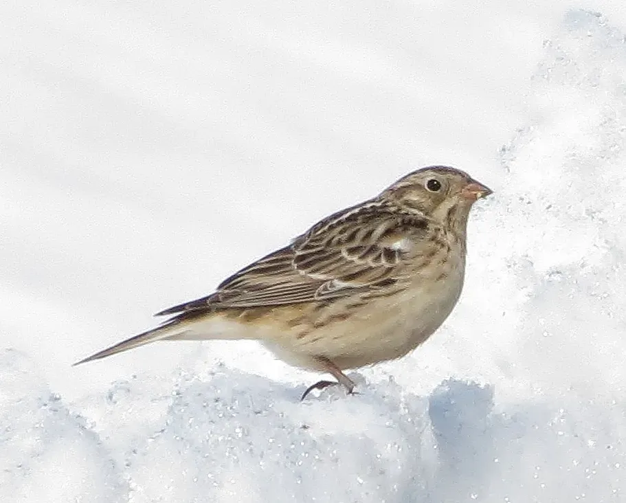File:Calcarius pictus 1584569.jpg
