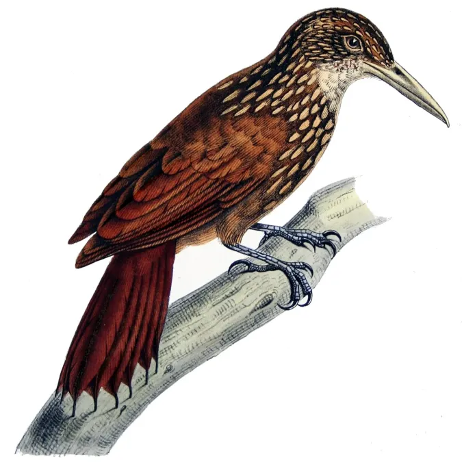 File:Xiphorhynchus guttatus-Castelnau.jpg