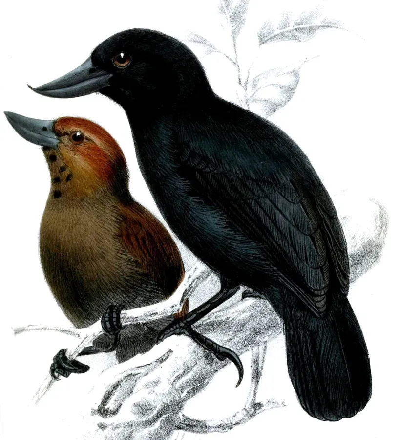 File:ClytoctantesAlixiiKeulemans (cropped).jpg