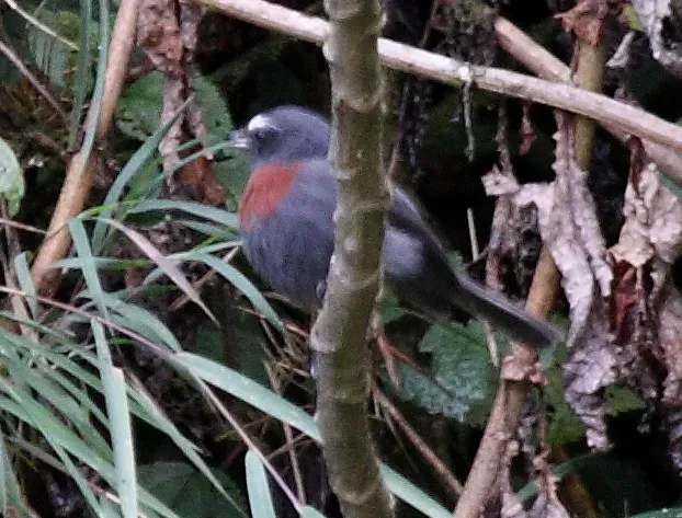 File:Slaty-backed Chat-tyrant (Ochthoeca cinnamomeiventris thoracica) (4856430335) (cropped).jpg