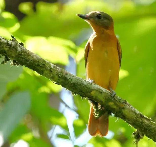 File:Attila phoenicurus - Rufous-tailed Attila (cropped).jpg