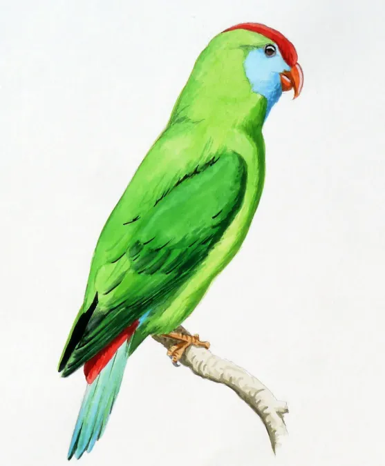 File:Ill 004 Loriculus camiguinensis (cropped).jpg