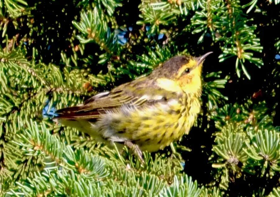 File:The Cape May warbler (Setophaga tigrina).jpg