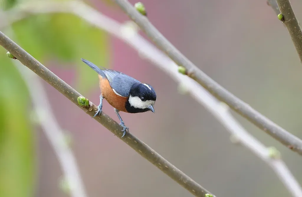 File:Sittiparus castaneoventris, Taiwan 2.jpg