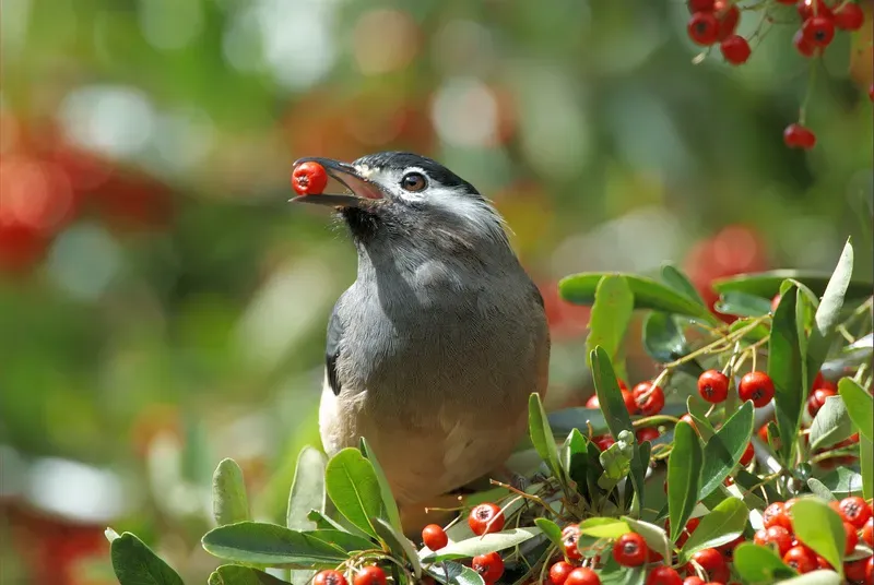File:White-eared Sibia (Heterophasia auricularis).jpg