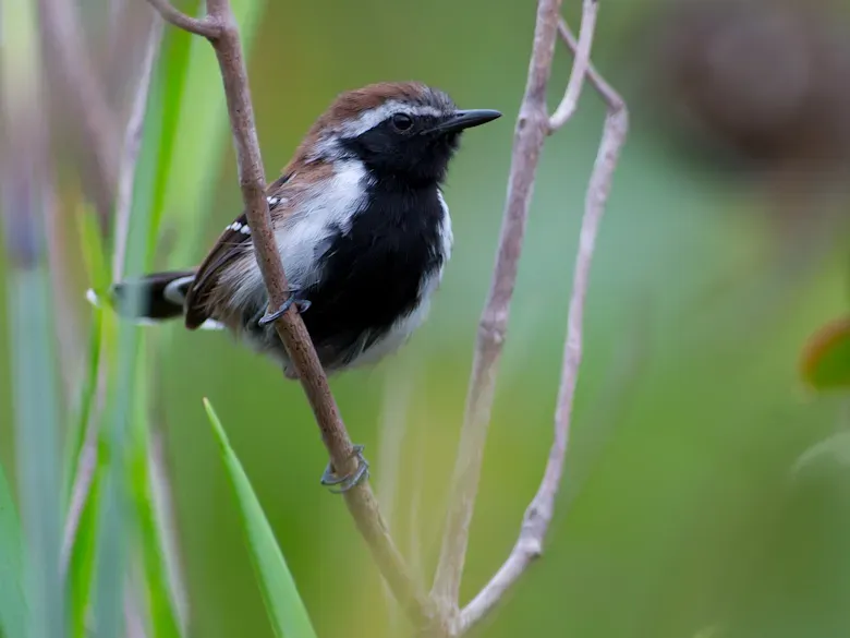 File:Sincora Antwren Formicivora grantsaui (cropped).jpg