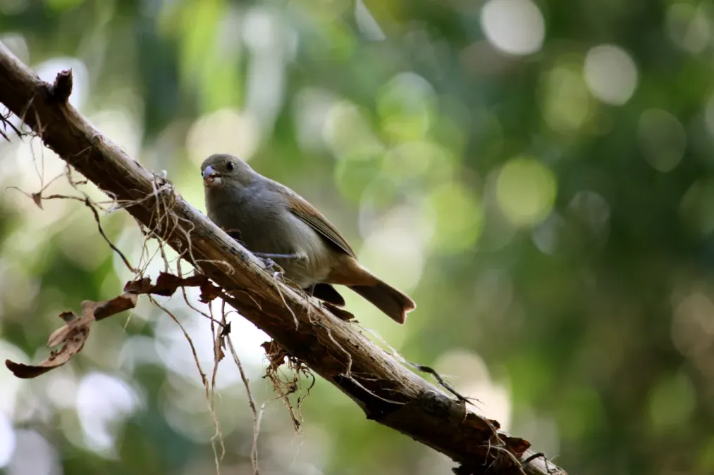 File:Loxigilla barbadensis in Barbados Wildlife Reserve 03.jpg