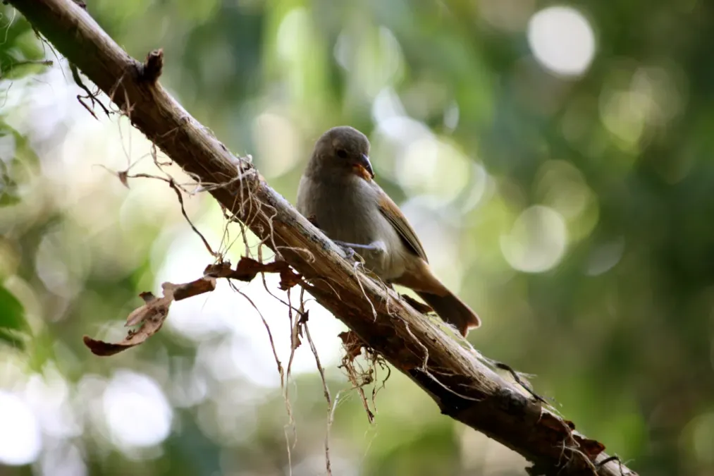 File:Loxigilla barbadensis in Barbados Wildlife Reserve 05.jpg