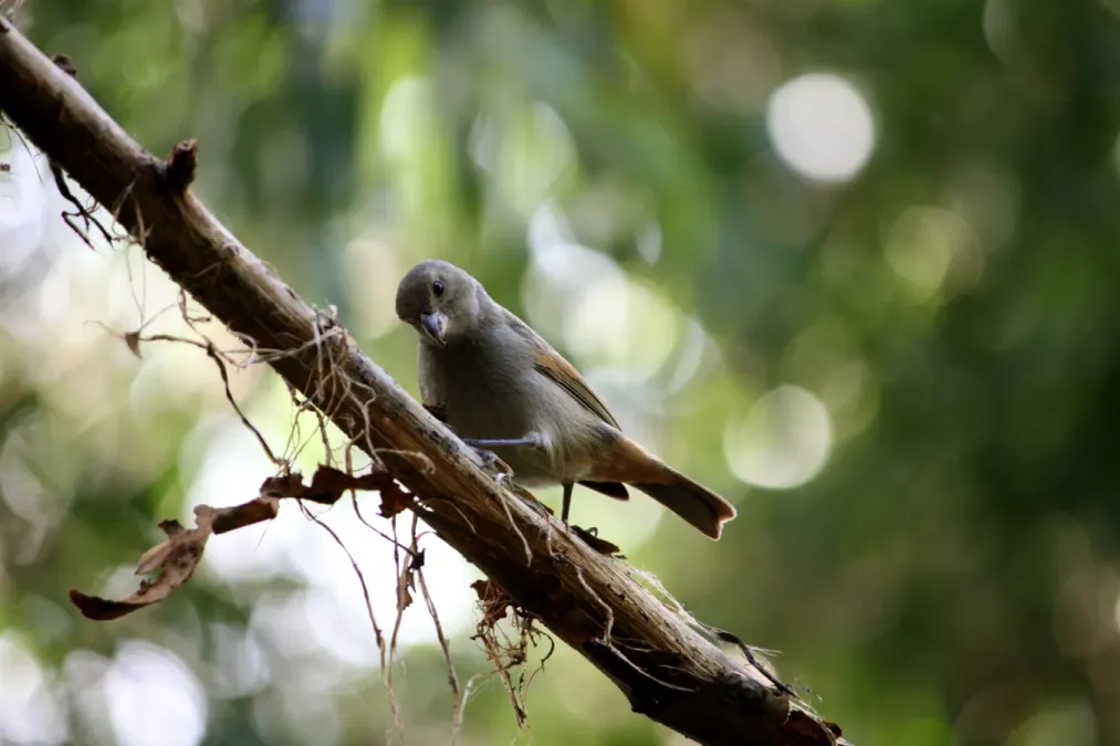 File:Loxigilla barbadensis in Barbados Wildlife Reserve 06.jpg