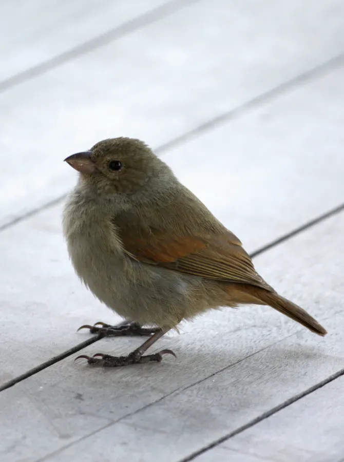 File:Loxigilla barbadensis in Bathsheba, Barbados a01.jpg