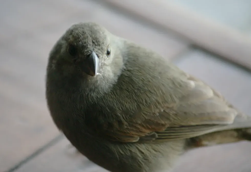 File:Loxigilla barbadensis in Bathsheba, Barbados b03.jpg