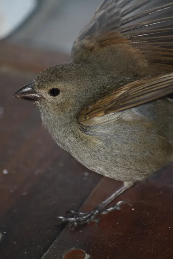 File:Loxigilla barbadensis in Bathsheba, Barbados b05.jpg