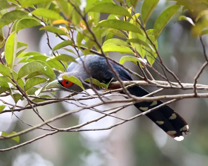 File:Phaenicophaeus sumatranus.jpg
