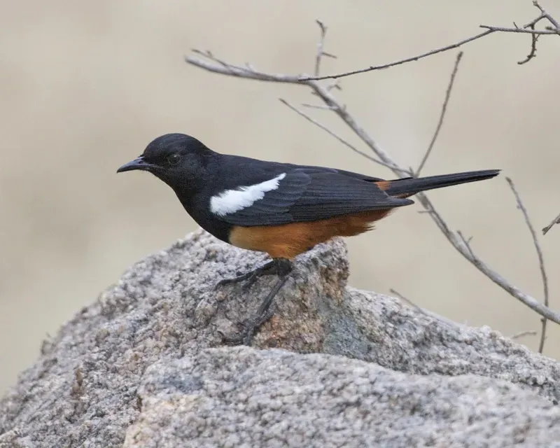 File:Mocking Cliff-Chat (Thamnolaea cinnamomeiventris).jpg