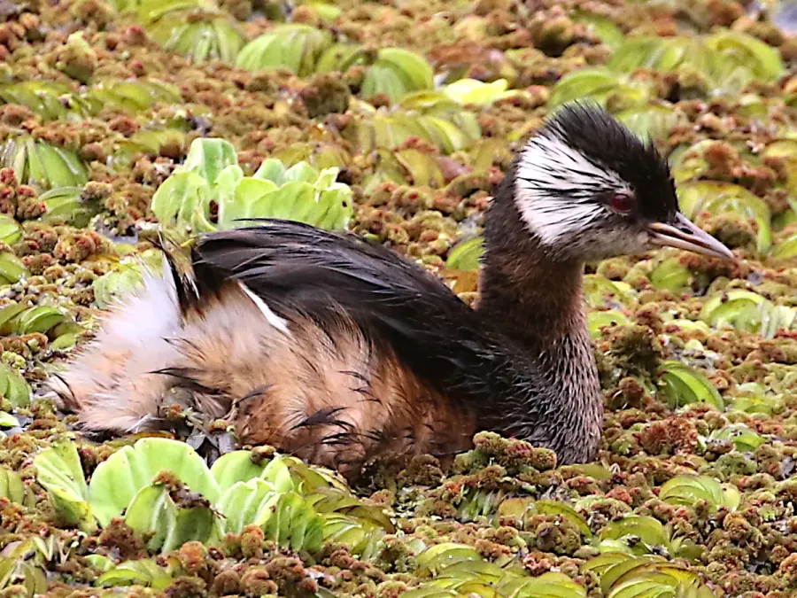 File:Rollandia rolland-swims.jpg