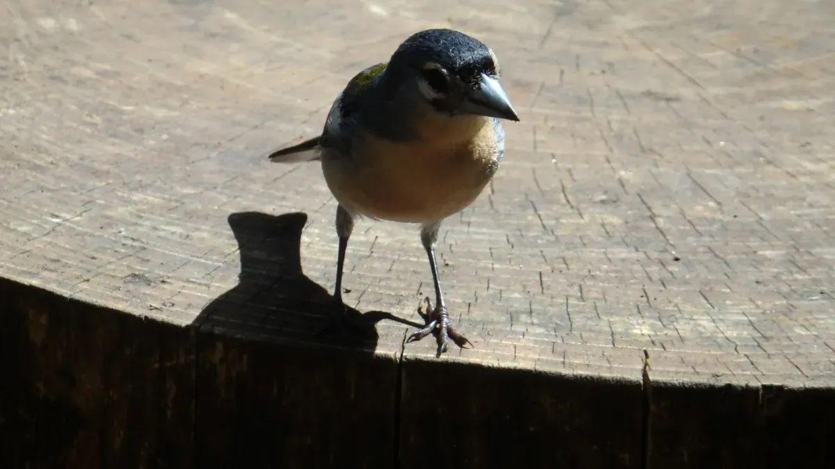 File:Fringilla coelebs moreletti 107383254.jpg