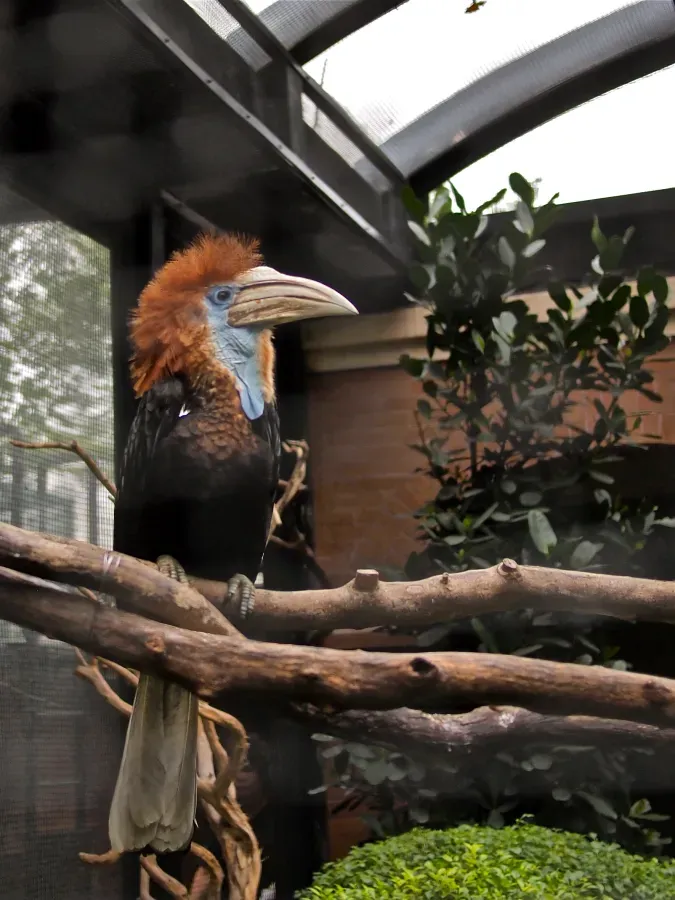 File:Ceratogymna elata -Hong Kong Zoo-8a.jpg
