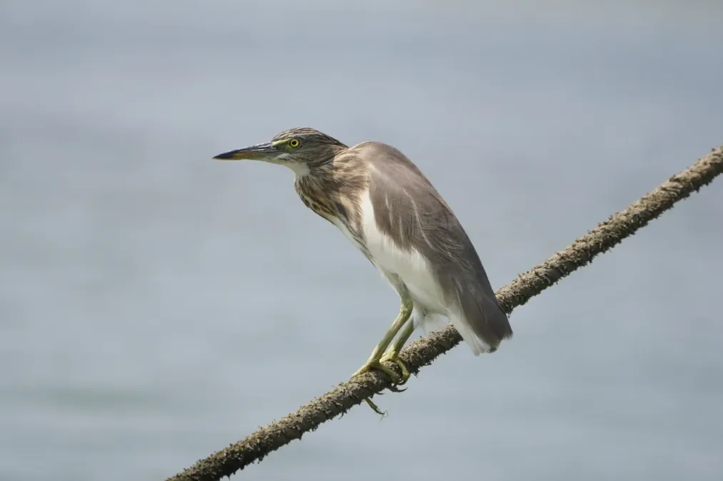 File:Ardeola grayii 08981.jpg
