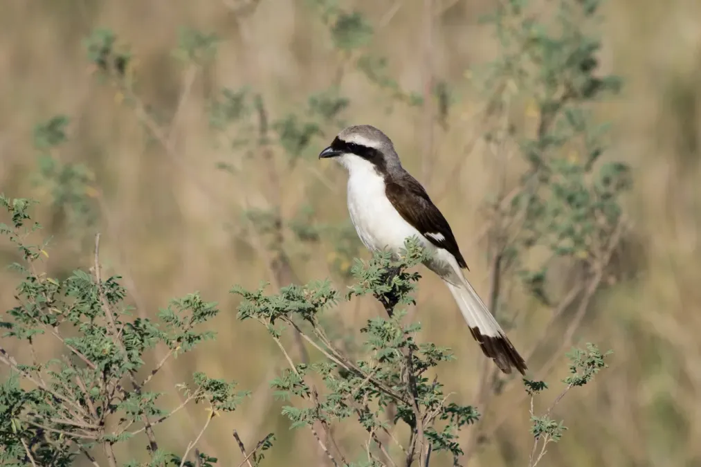 File:Lanius excubitoroides -Serengeti National Park, Tanzania-8.jpg