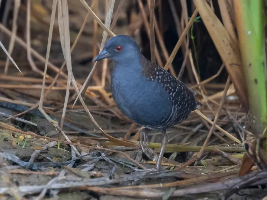 File:Laterallus jamaicensis - Black Rail; Arari, Maranhão, Brazil.jpg