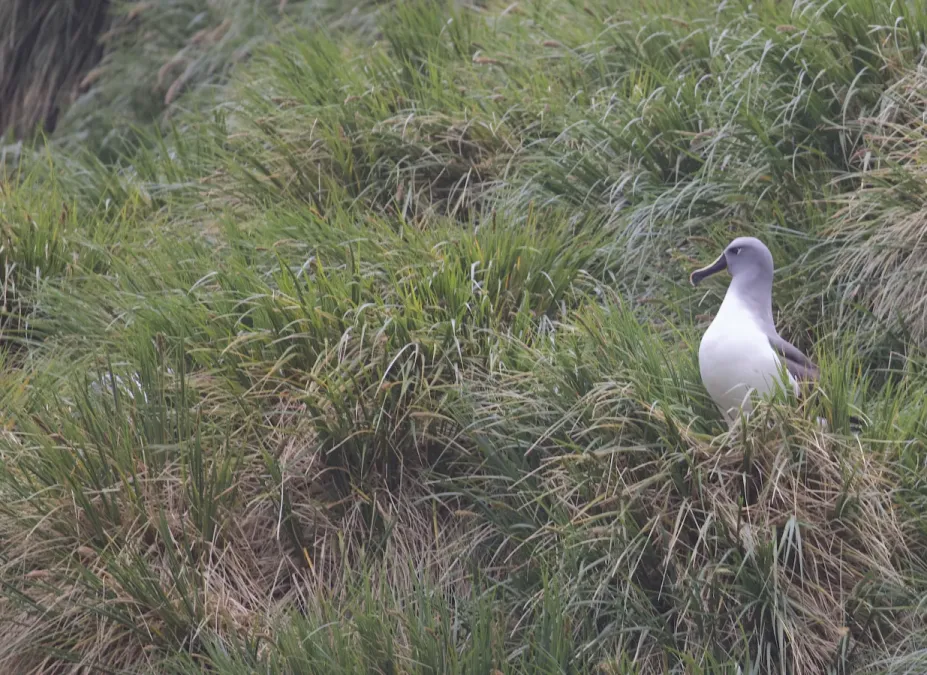 File:Grey-headed Albatross (Thalassarche chrysostoma) (38923588164).jpg