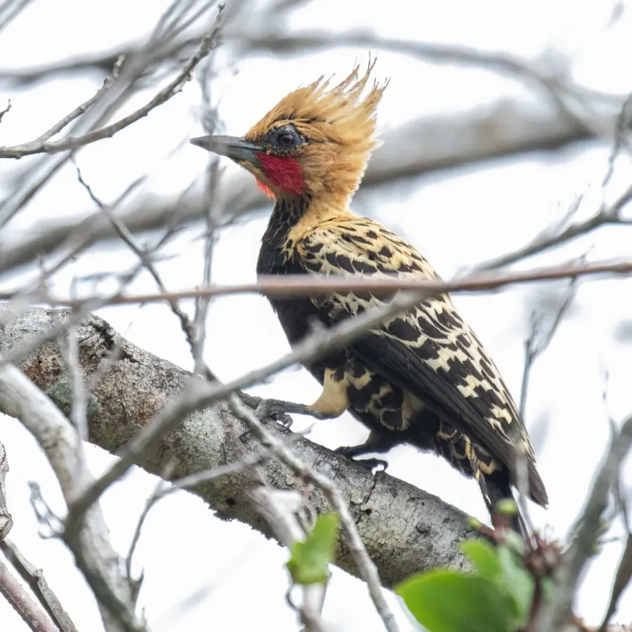 File:Celeus ochraceus - Ochre-backed Woodpecker (male); Arari; Maranhão, Brazil.jpg