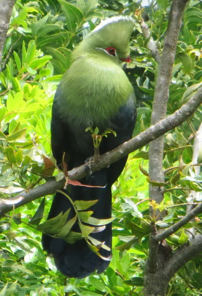 File:Tauraco corythaix corythaix 15657561.jpg