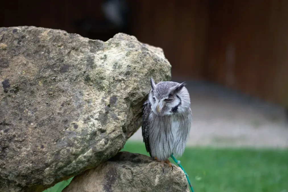 File:20180613 Ptilopsis leucotis.jpg