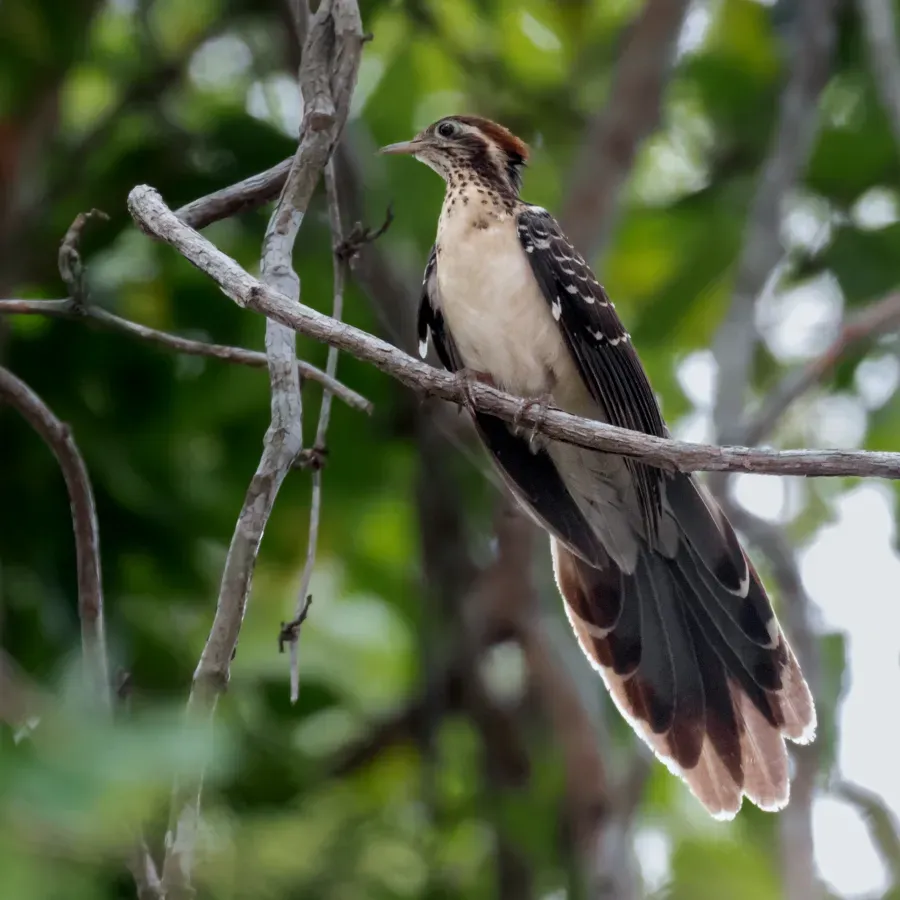 File:Dromococcyx phasianellus - Pheasant Cuckoo; Caxias, Maranhão, Brazil.jpg
