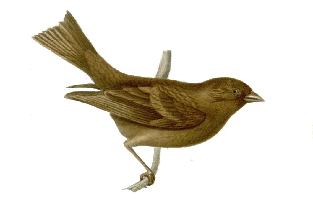 File:Carpodacus vinaceus female.jpg