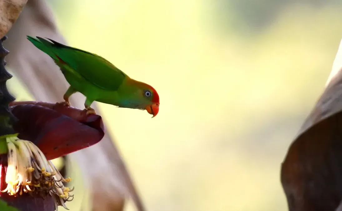 File:Loriculus beryllinus -Sinharaja Forest Reserve, Sri Lanka -adult-8.jpg