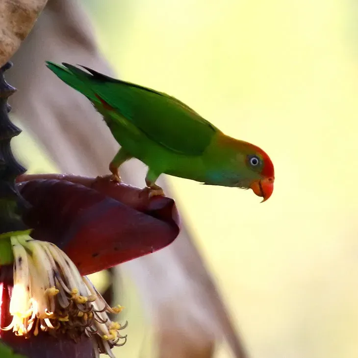 File:Loriculus beryllinus -Sinharaja Forest Reserve, Sri Lanka -adult-8-3c.jpg
