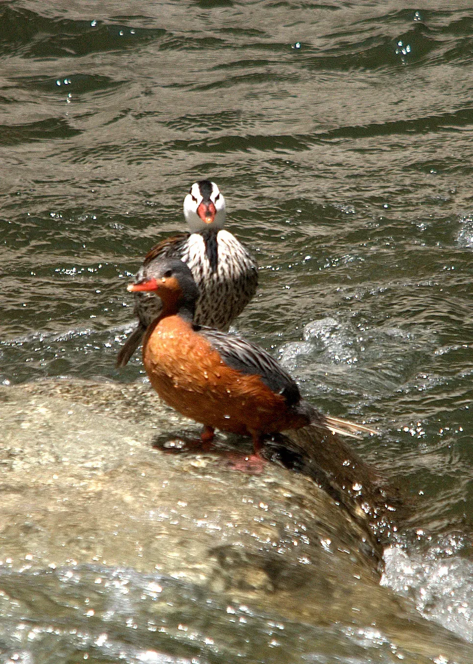 File:Merganetta armata - Rio Urumamba, Peru -pair-8.jpg