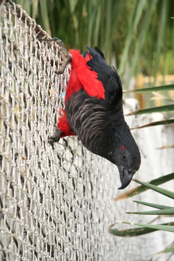 File:Psittrichas fulgidus -Loro Parque, Tenerife, Spain-8a.jpg