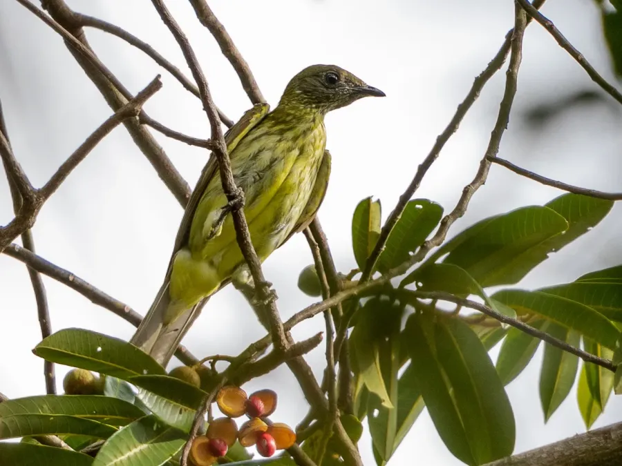 File:Procnias averano - Bearded Bellbird (female); Caxias, Maranhão, Brazil.jpg
