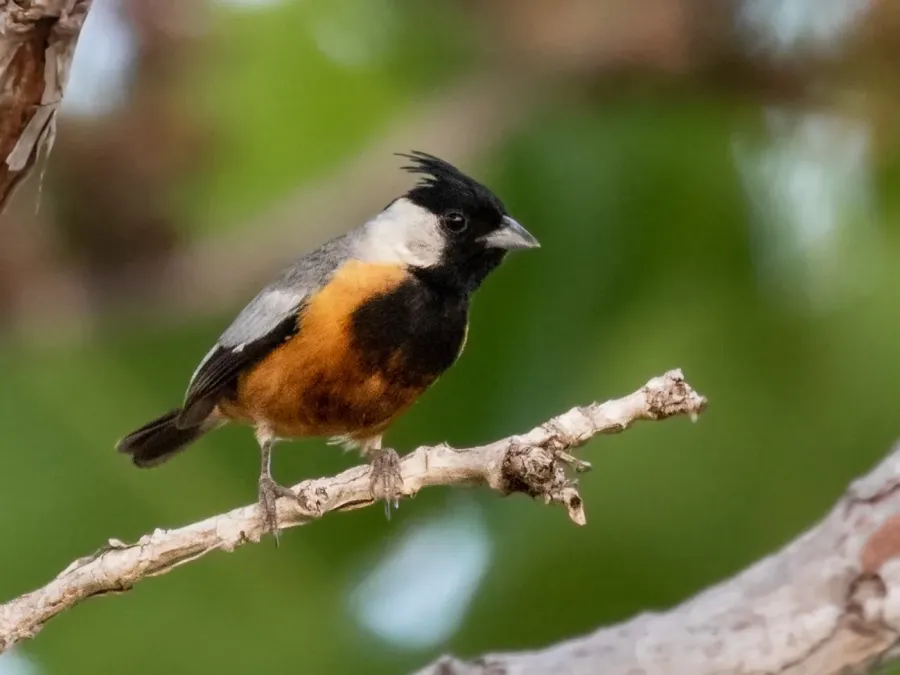 File:Charitospiza eucosma - Coal-crested Finch (male); Codó; Maranhão, Brazil.jpg