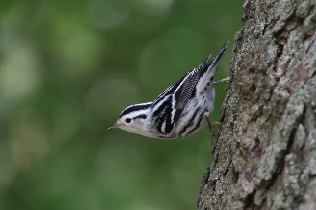 File:Mniotilta varia 95490351.jpg